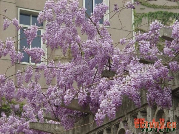 紫藤为什么不开花