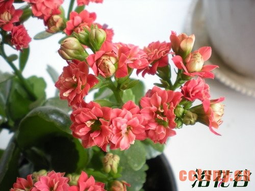 长寿花的修剪方法