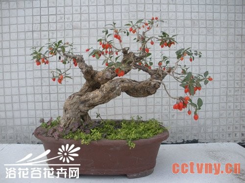 枸杞盆景制作方法(图)