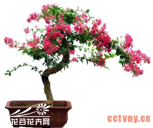紫薇盆景的养护管理方法