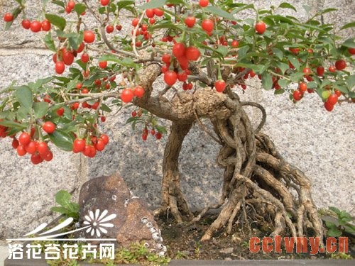 枸杞盆景悬根的制作培育