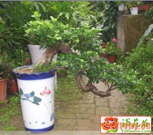 悬崖榕树盆景