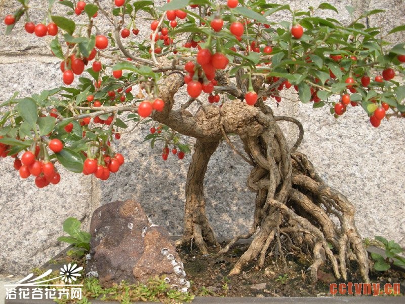 如何使枸杞盆景多结果