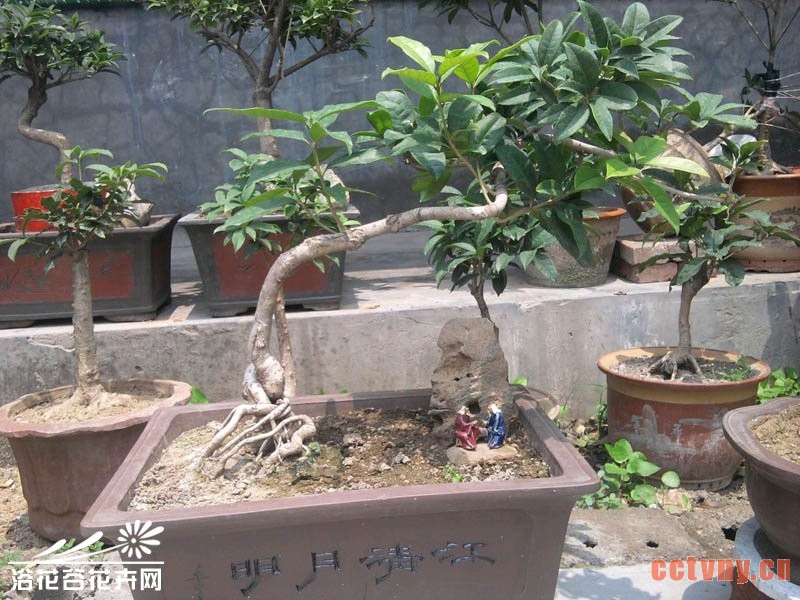 桂花盆景造型之修剪方法
