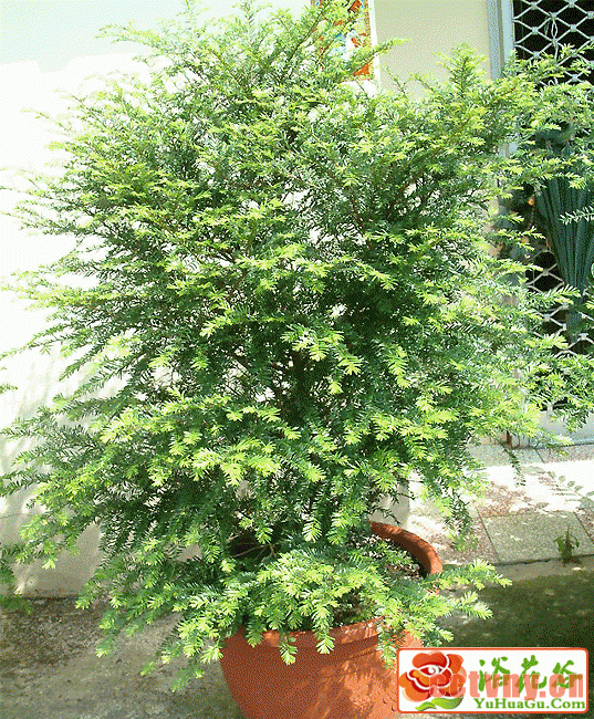 盆景红豆杉