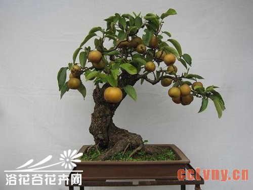 梨树盆景的制作方法