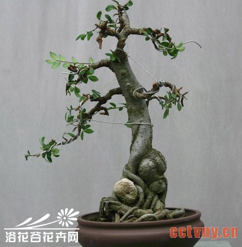 榆树盆景的制作方法