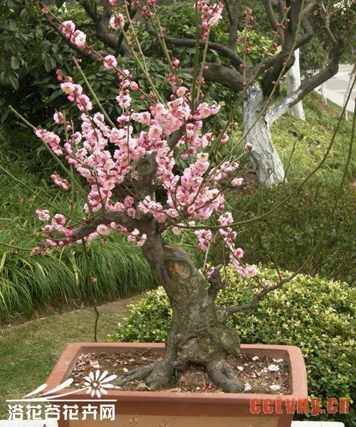 盆栽梅花不开花的处理方法