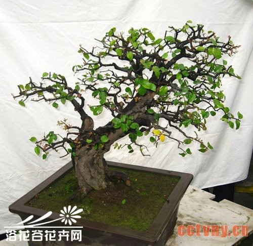 榆树盆景养护管理技术