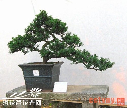 罗汉松的造型