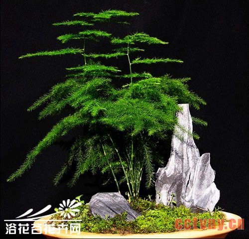 文竹盆景的制作与养护