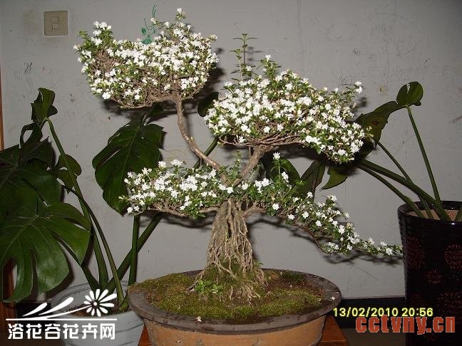 六月雪盆景养护管理