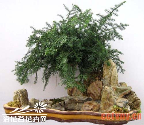 澳洲杉养殖方法