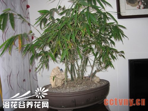 佛肚竹盆景的养护注意事项