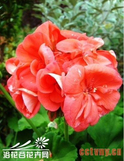 影响天竺葵开花的主要因素