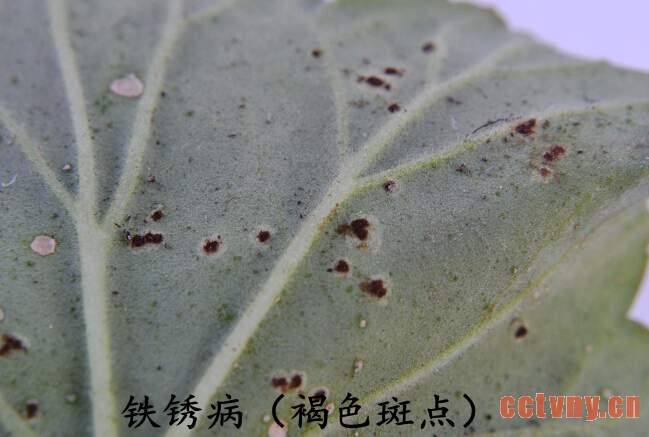 天竺葵常见病虫害(图)