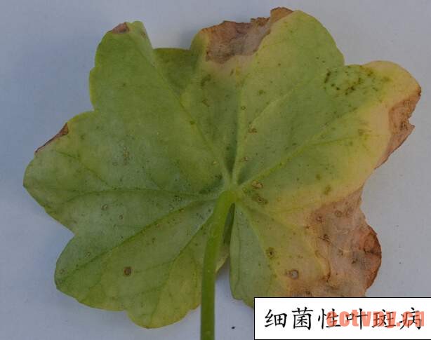 天竺葵常见病虫害(图)