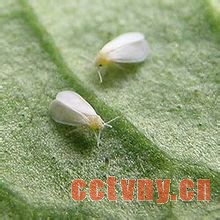 天竺葵常见病虫害(图)