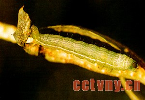 天竺葵常见病虫害(图)