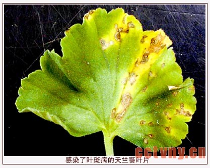 天竺葵常见病虫害(图)