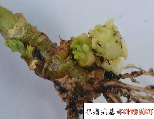 天竺葵常见病虫害(图)