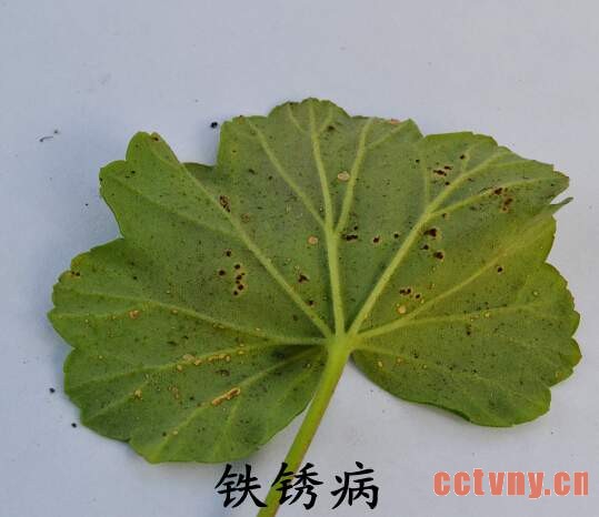 天竺葵常见病虫害(图)