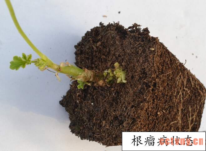 天竺葵常见病虫害(图)