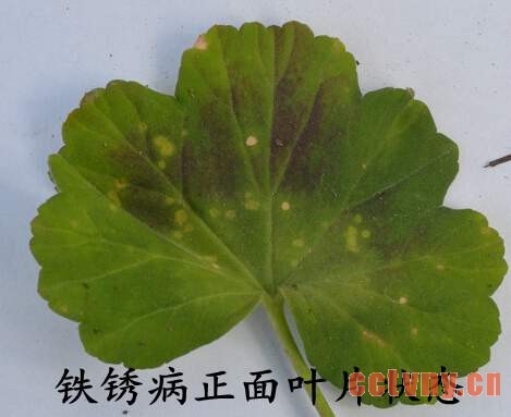 天竺葵常见病虫害(图)