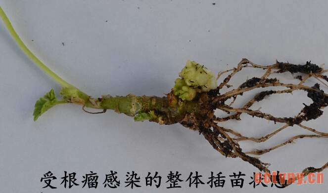 天竺葵常见病虫害(图)