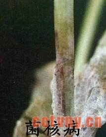 天竺葵常见病虫害(图)