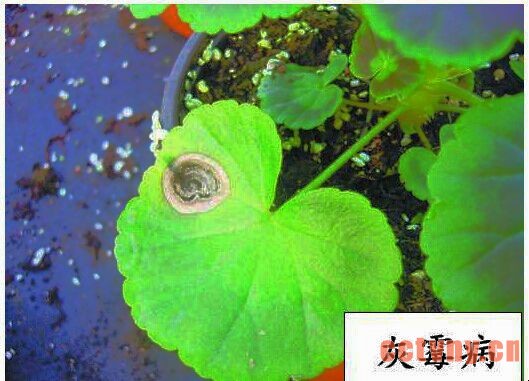 天竺葵常见病虫害(图)