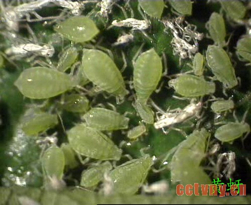 天竺葵常见病虫害(图)