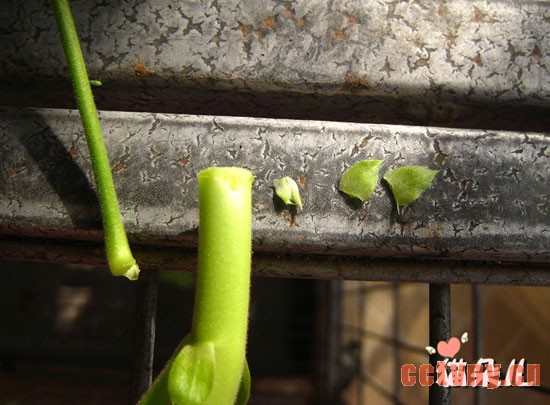 天竺葵扦插(珍珠岩扦插过程)