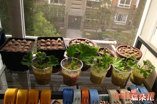 天竺葵扦插(珍珠岩扦插过程)