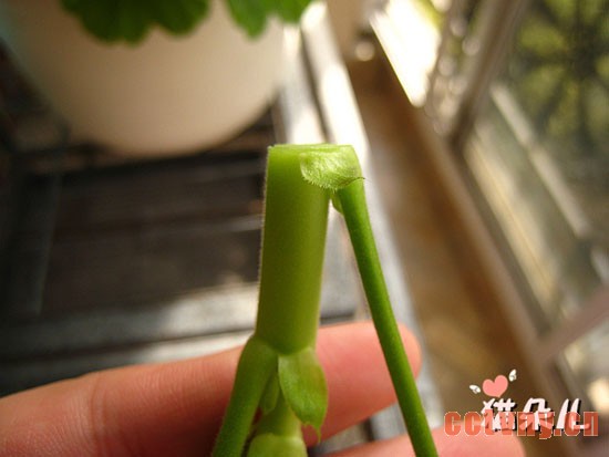 天竺葵扦插(珍珠岩扦插过程)