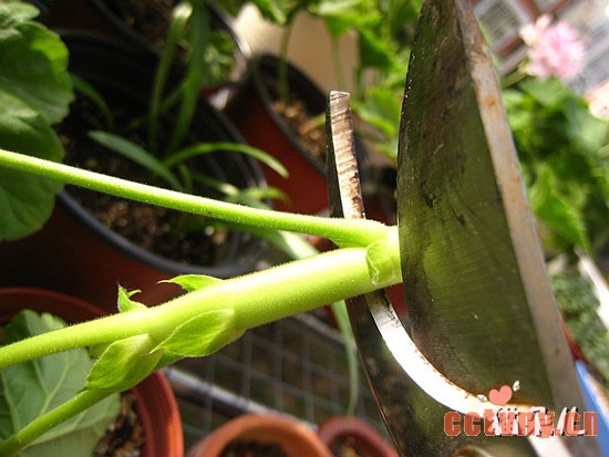 天竺葵扦插(珍珠岩扦插过程)