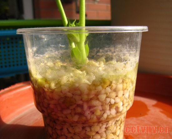 天竺葵扦插(珍珠岩扦插过程)