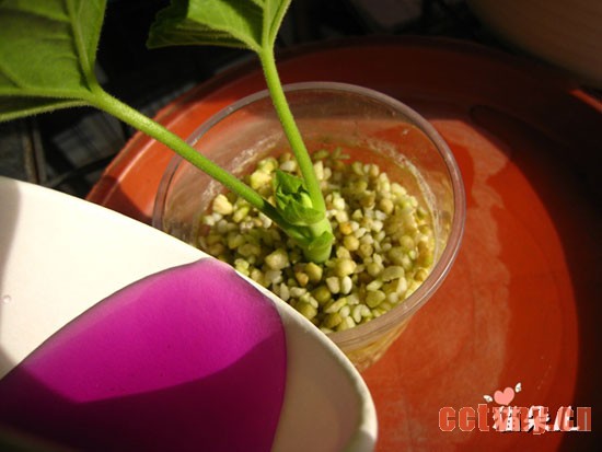 天竺葵扦插(珍珠岩扦插过程)