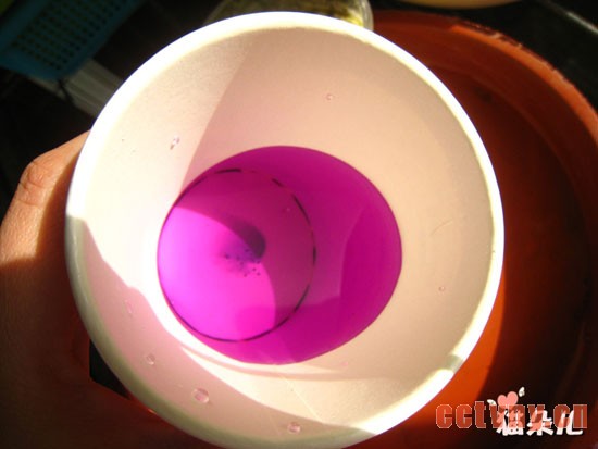 天竺葵扦插(珍珠岩扦插过程)