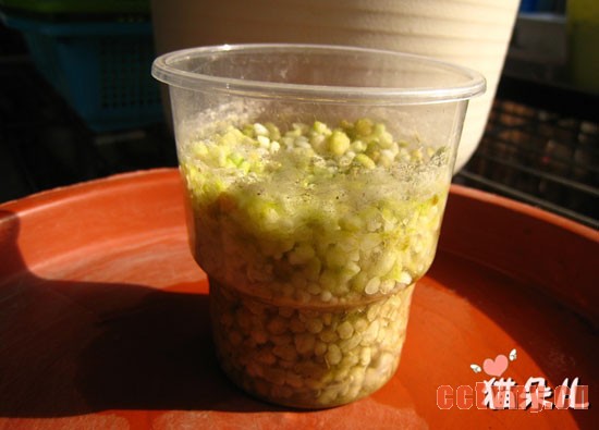 天竺葵扦插(珍珠岩扦插过程)