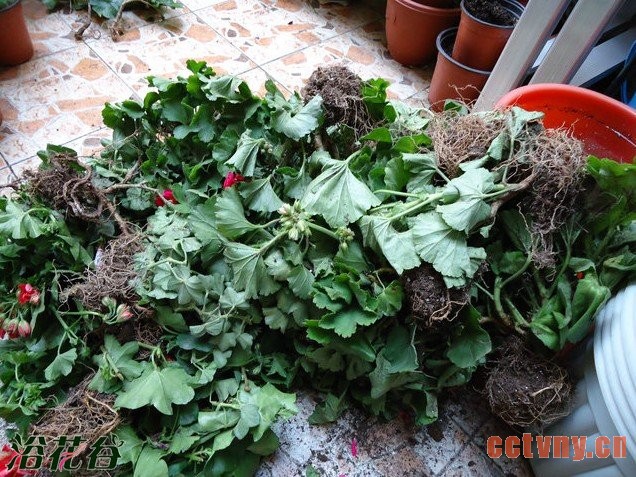 网购天竺葵的缓苗方法