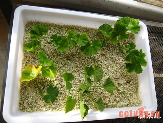 天竺葵扦插(珍珠岩扦插过程)