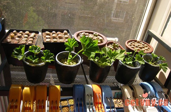 天竺葵扦插(珍珠岩扦插过程)