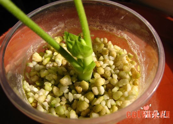 天竺葵扦插(珍珠岩扦插过程)