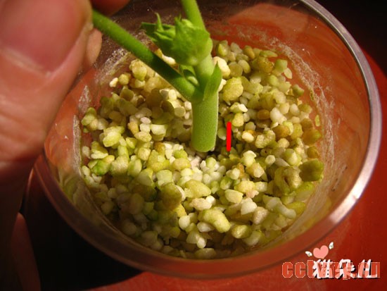 天竺葵扦插(珍珠岩扦插过程)