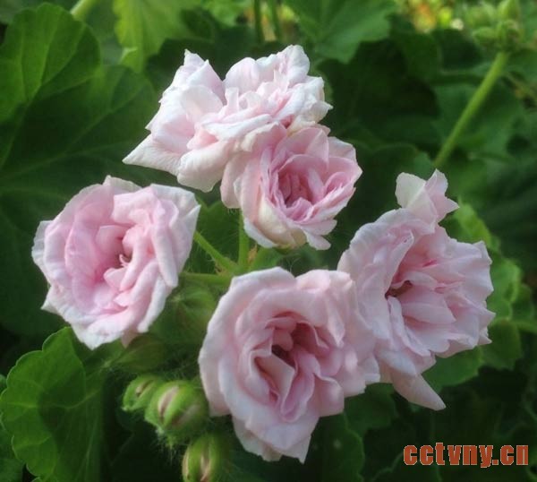 天竺葵种植新手入门