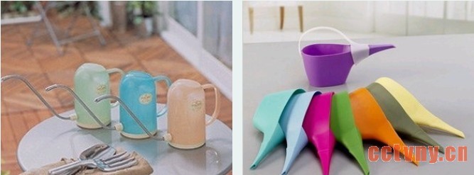 天竺葵种植新手入门