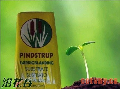 天竺葵种植新手入门