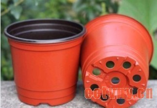 天竺葵种植新手入门