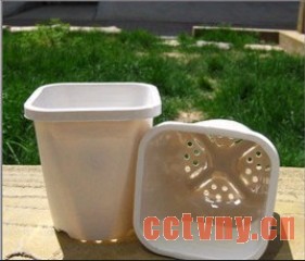 天竺葵种植新手入门